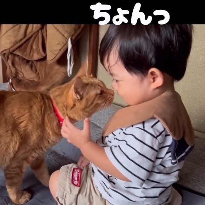 赤ちゃんに近づく猫