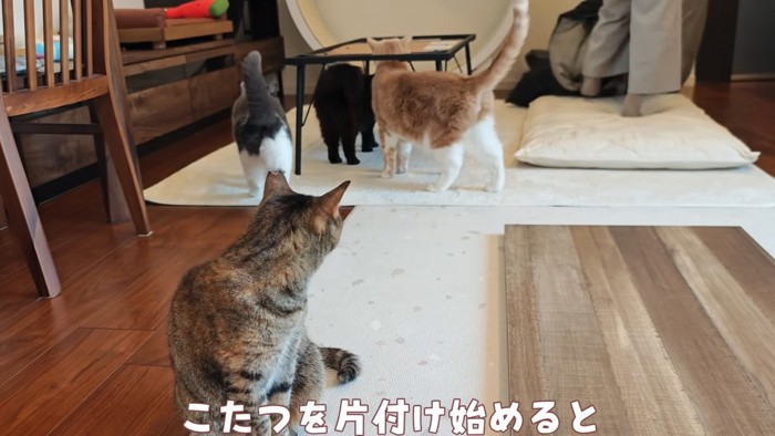 集まる猫