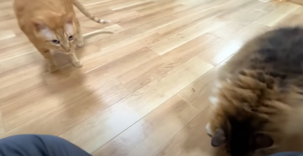 下を向いている猫と隣で見ている茶トラ猫