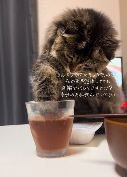 麦茶に手を突っ込む猫