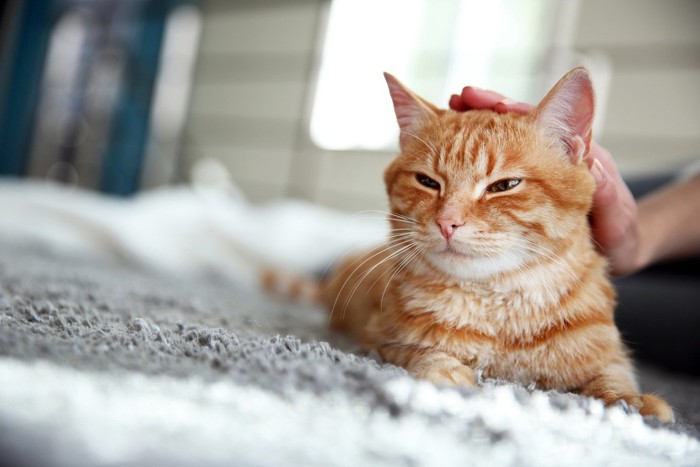 猫を撫でる人の手