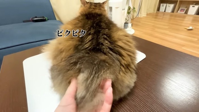 ピクピク(後ろ姿)