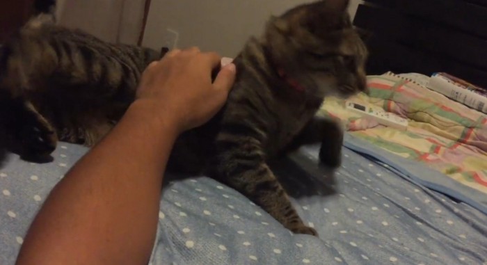 立ち上がる猫と人間の腕
