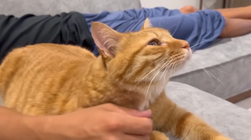 ソファベッドでくつろぐ猫