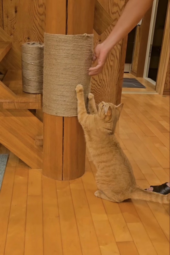 座って爪とぎをする猫