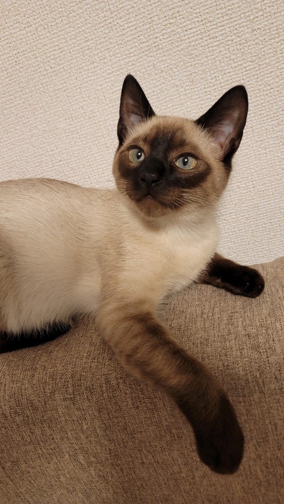 成長したモコロちゃん