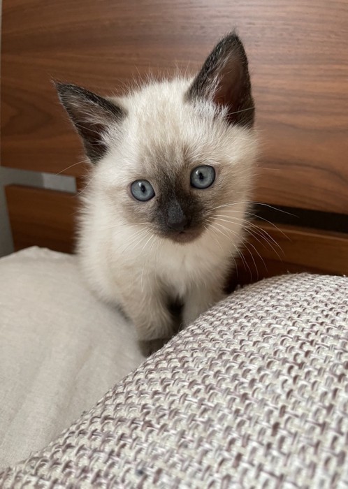 子猫時代のすずりちゃん