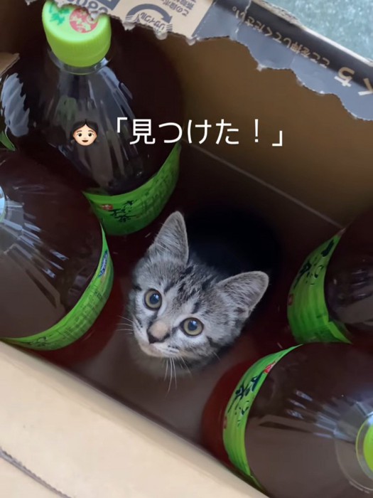 上を見る子猫の顔