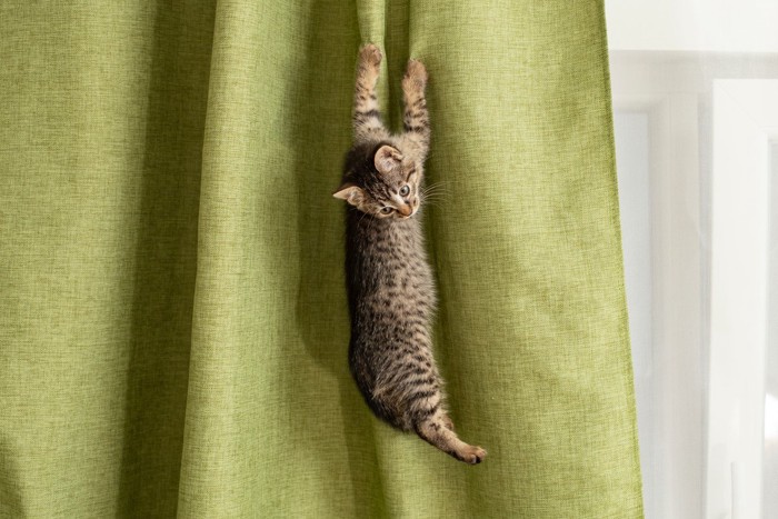 猫とカーテン