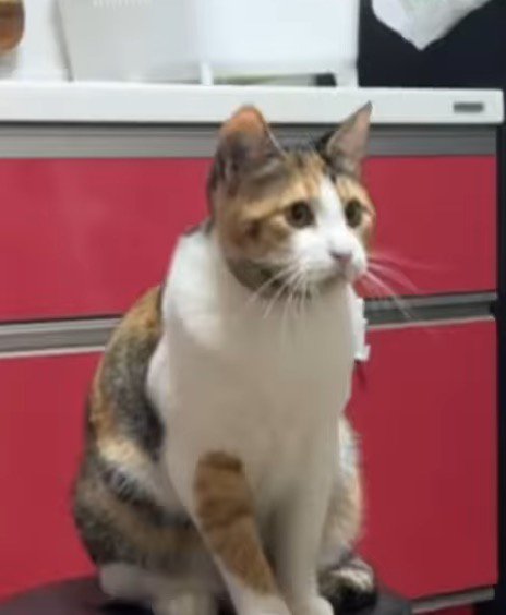 椅子の上に座る猫