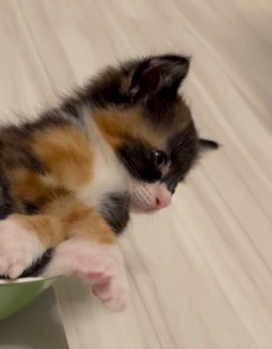 寝入りそうになって目を開ける子猫