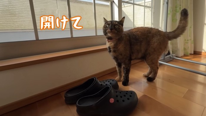 お外に出たい猫