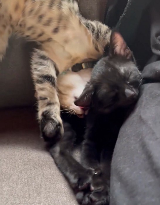 黒猫の背中を毛づくろいする猫