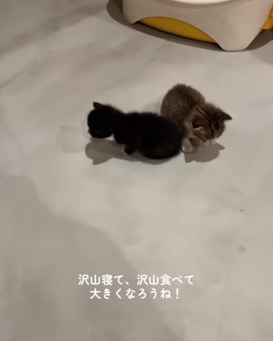 お部屋を歩く赤ちゃん猫