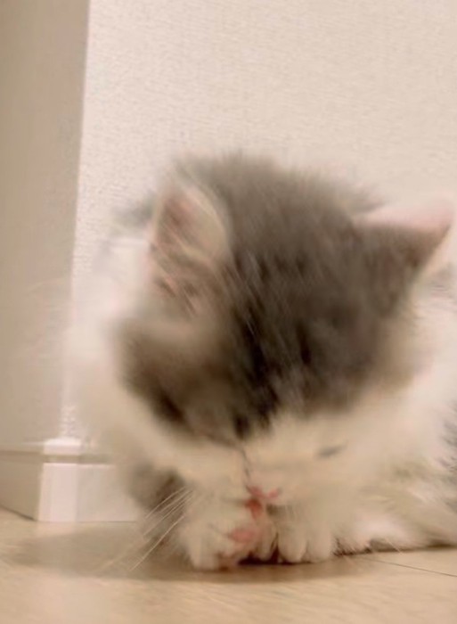毛づくろいする猫の写真