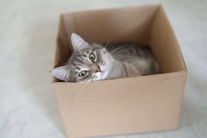 段ボールでくつろぐ猫