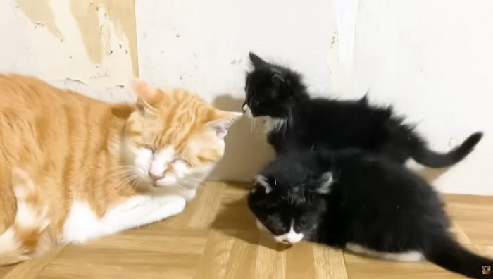 寝ている成猫に近づく2匹の子猫