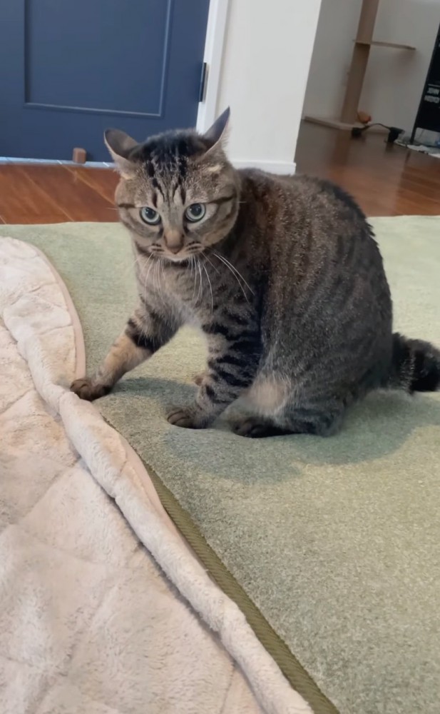 その場に腰を下ろす猫