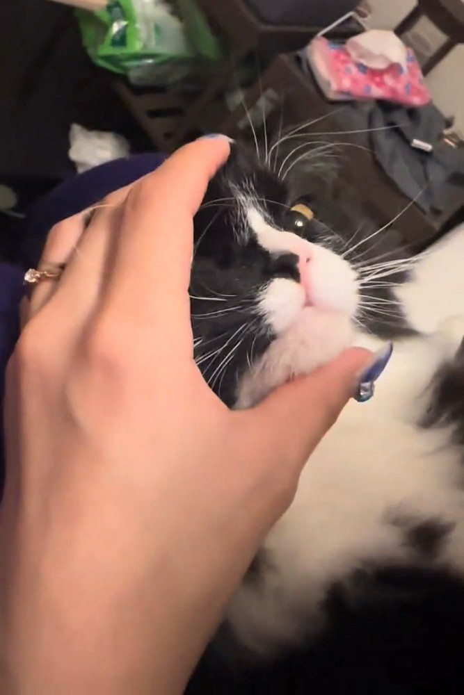 顔を押さえられる白黒猫