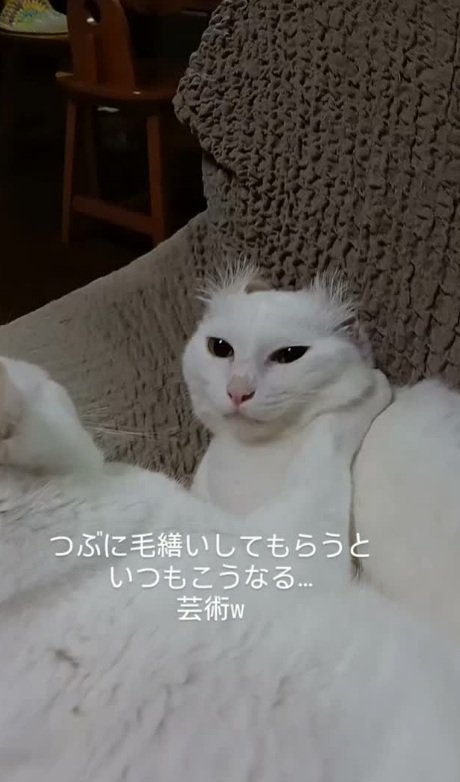 毛づくろいされた猫