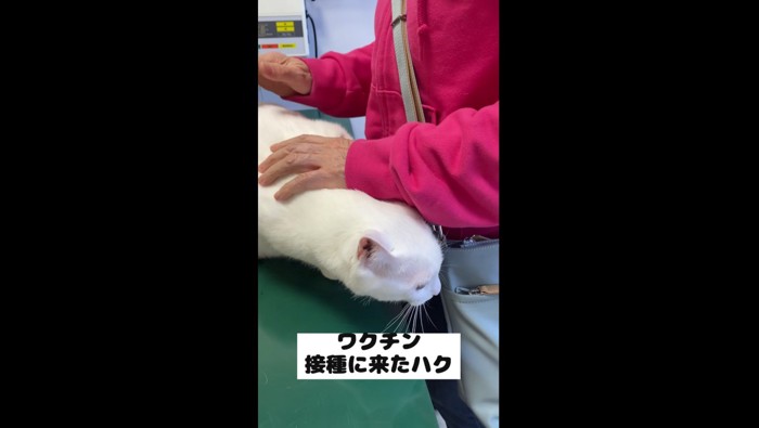 ワクチン注射に来たハクくん