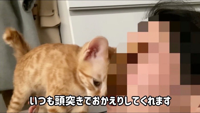 飼い主の顔に自分の顔をすり寄せる猫