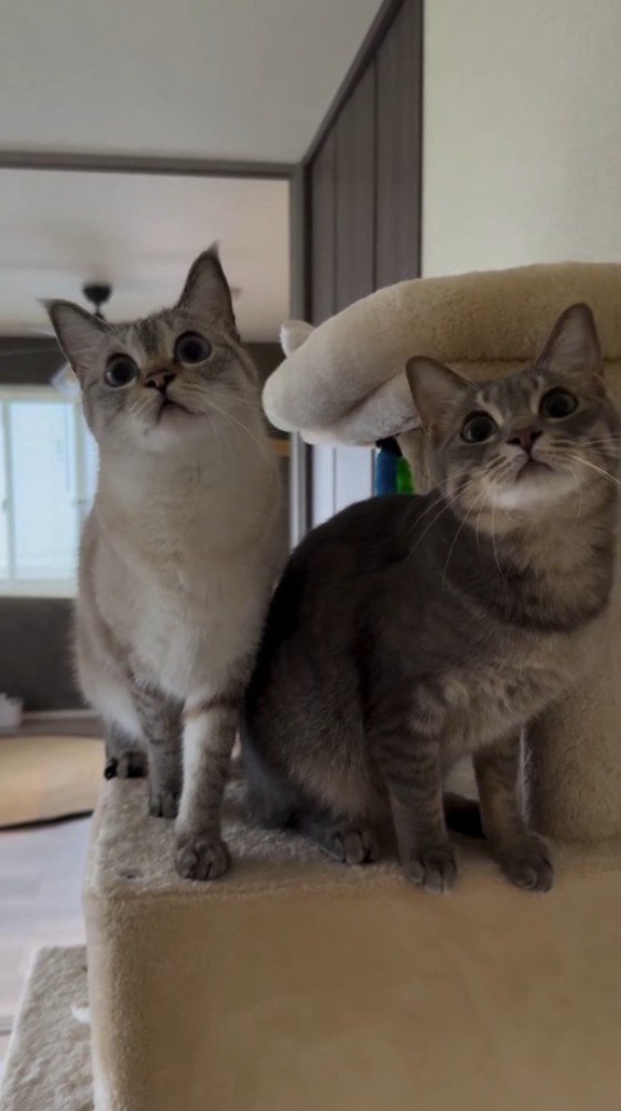 目の前の物の動きに合わせて、首を動かす2頭の猫