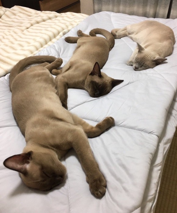 並んで眠る3兄弟