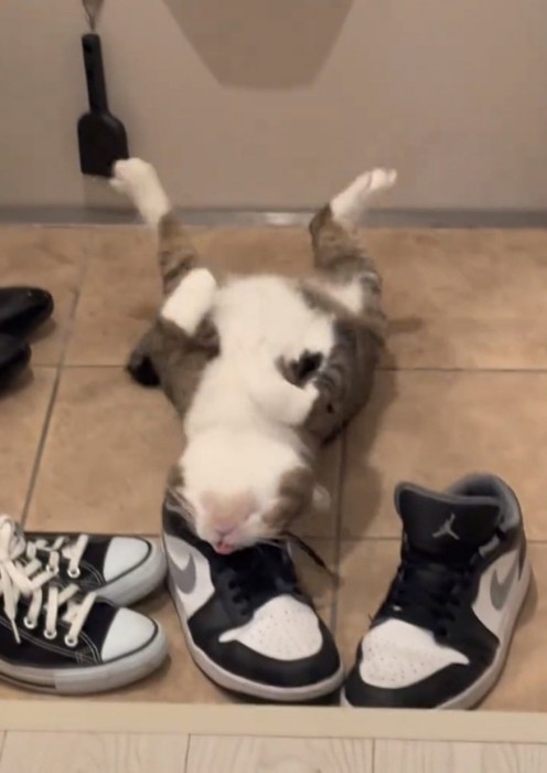 後頭部をつける猫