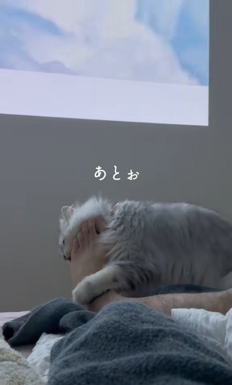 飼い主の足に前足を回して噛みついている猫