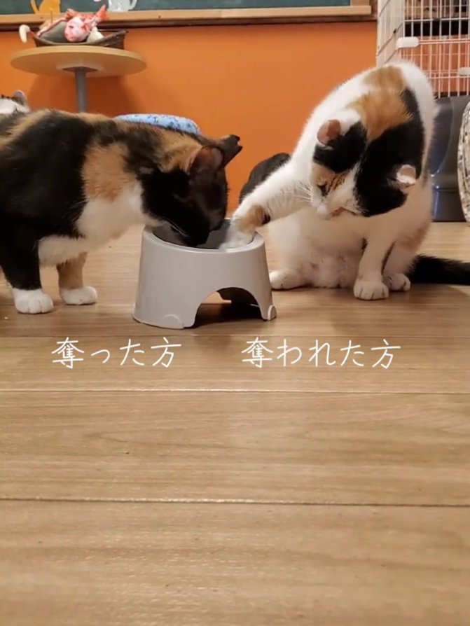 二粒目を取る猫