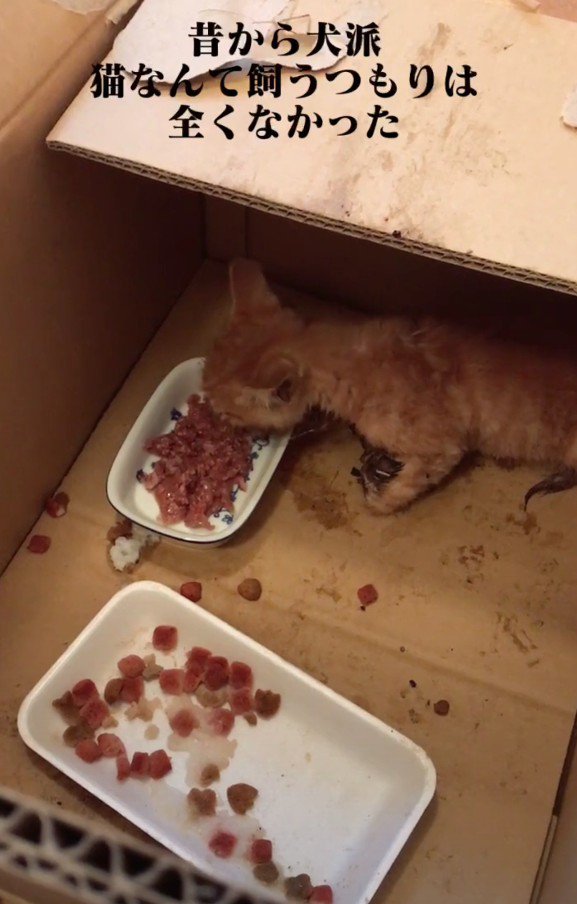 段ボールでごはんを食べる子猫