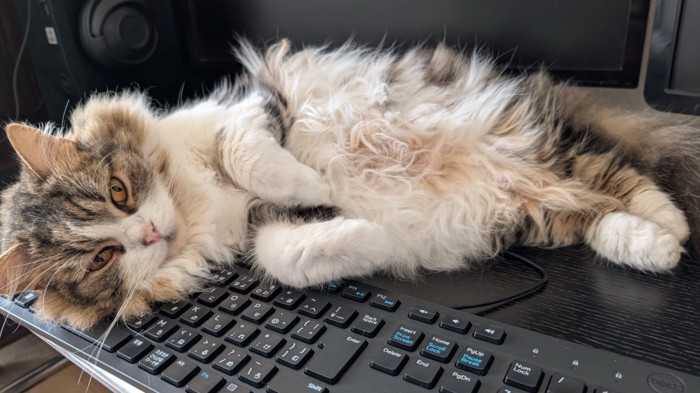 キーボードの上に寝転ぶ猫