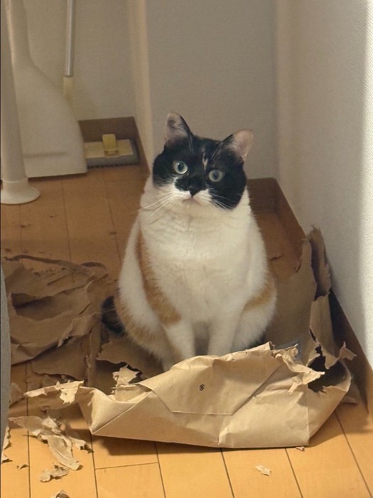 破れた紙袋の上にいる猫