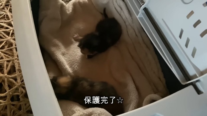 キャリーの中にいる2匹の子猫
