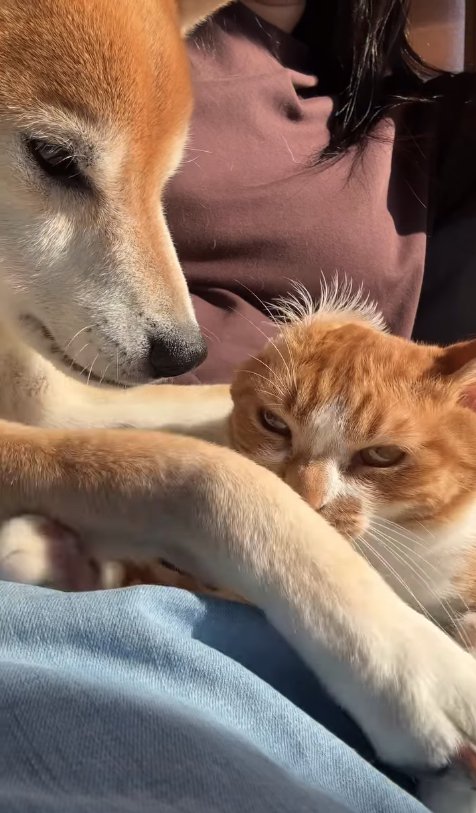 半目になっている猫を見つめる柴犬