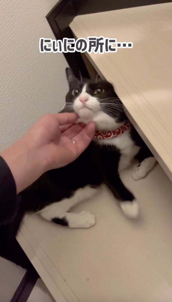 逃げようとする猫