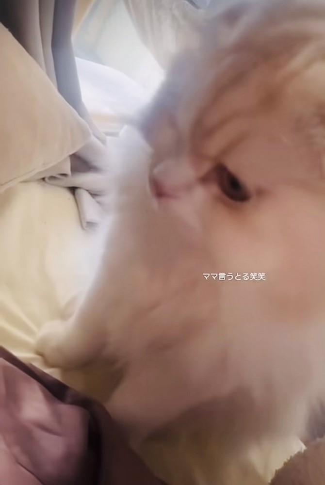 ベッドの上でママを探すスコティッシュフォールド