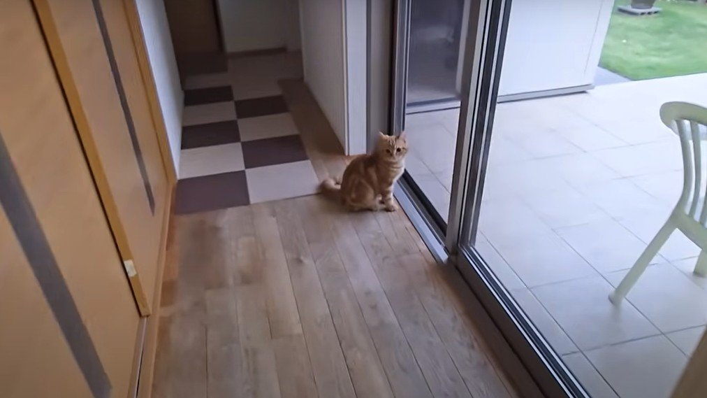 外を見つめる猫