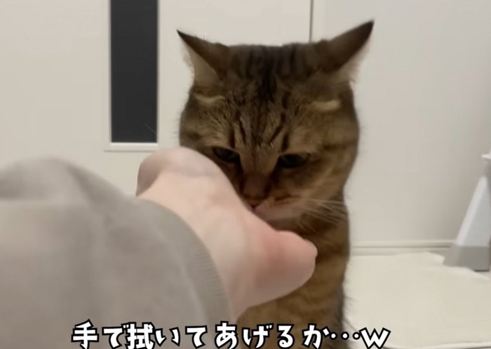 手を見つめる猫