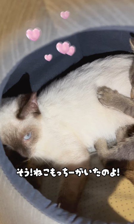 くっついている2匹の猫