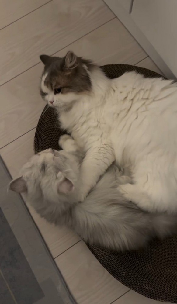 一緒に寝ている猫2匹