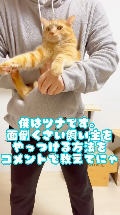 腹部のポケットに茶トラ猫を入れる飼い主