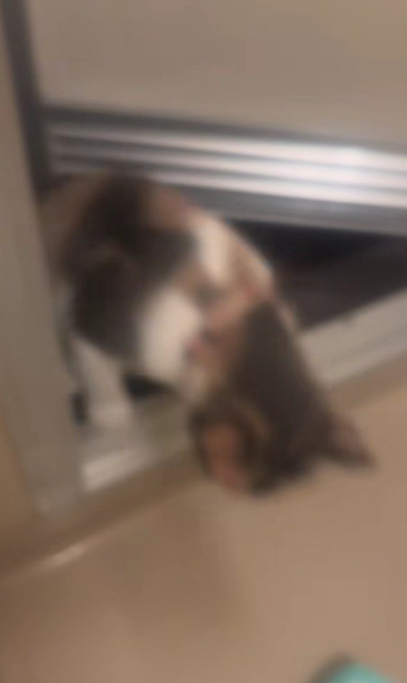 ドア枠に乗っている猫