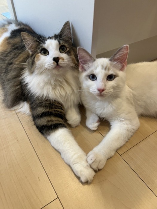 ハートをつくるみかんちゃんとなつめくん