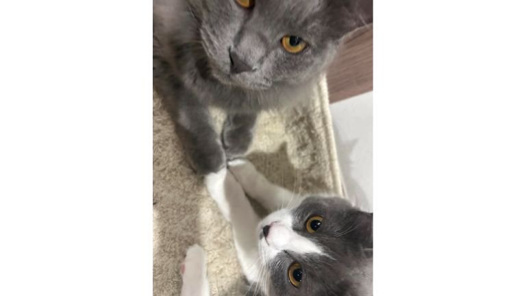 室内にいる猫
