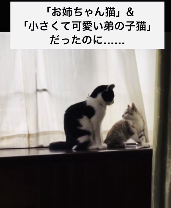 窓辺に座る黒白猫と子猫