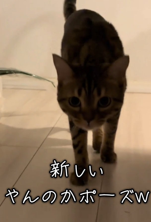 カメラを凝視するとらきちちゃん