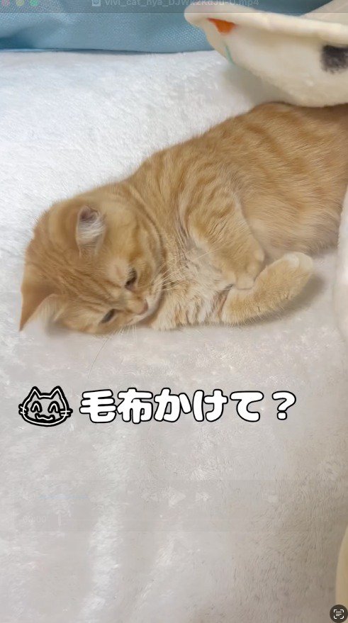 布団に横たわる猫