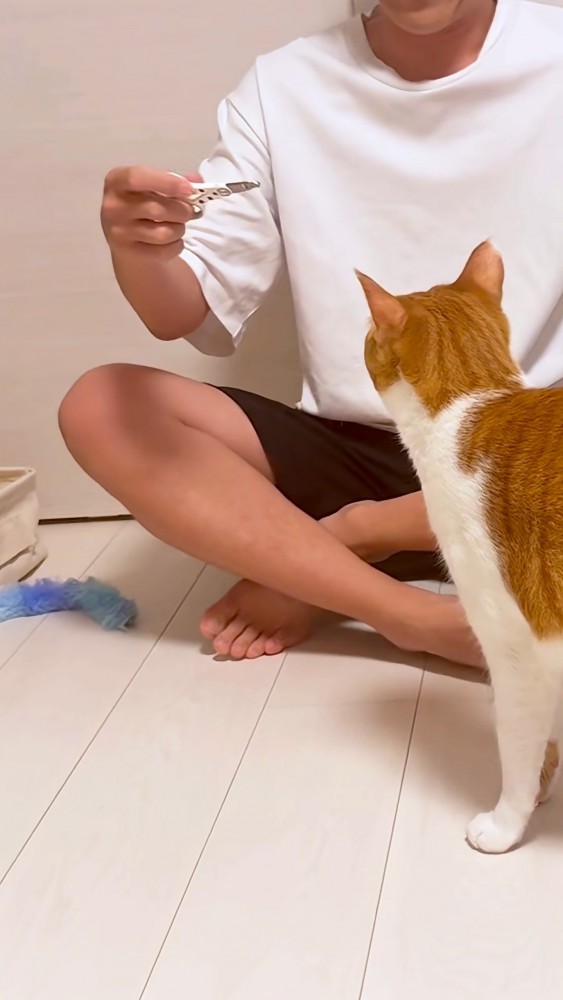座っている飼い主と近づく猫